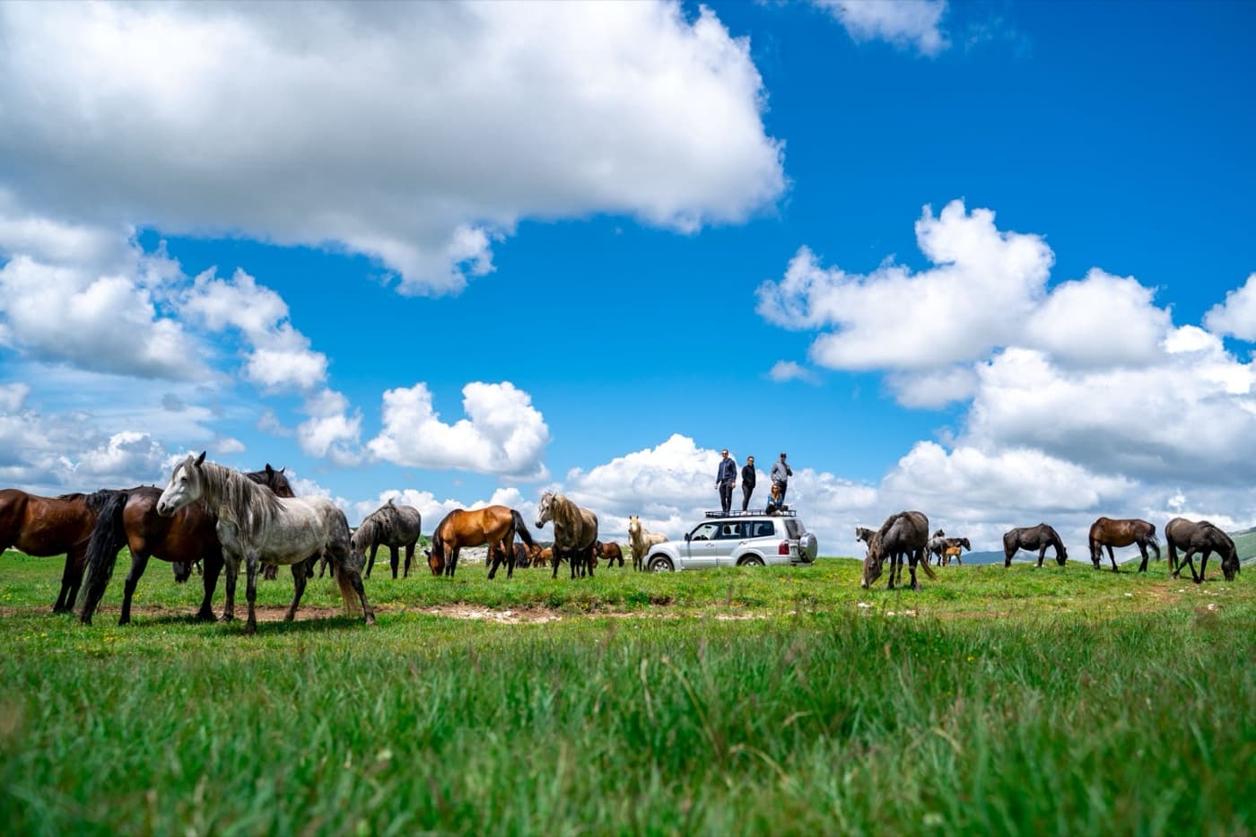 Wild horses on Cincar